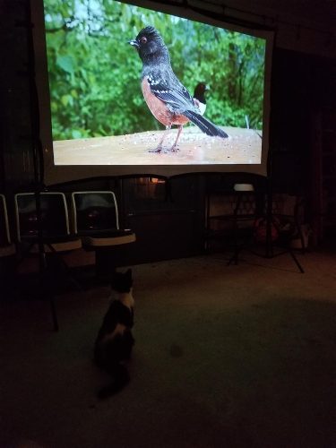 HAPPRUN 510G Projector: Google TV Projector with WiFi and Bluetooth, 4K Support, Netflix-Licensed, HDR 10+ photo review